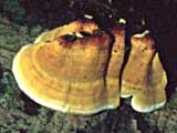 Stereum subtomentosum - Molyhos rteggomba