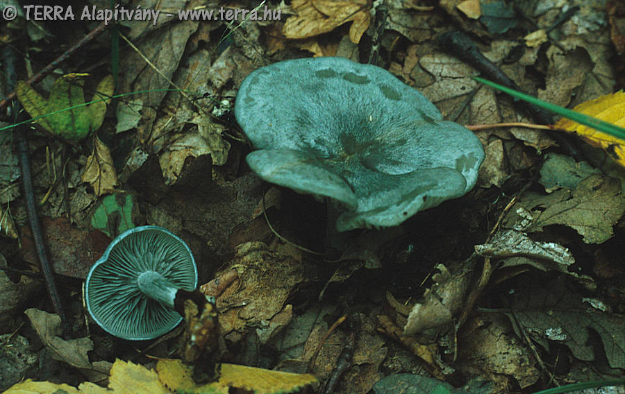 TERRA Alapítvány - Clitocybe odora (Bull.:Fr.)Kummer - Zöld ánizsgomba