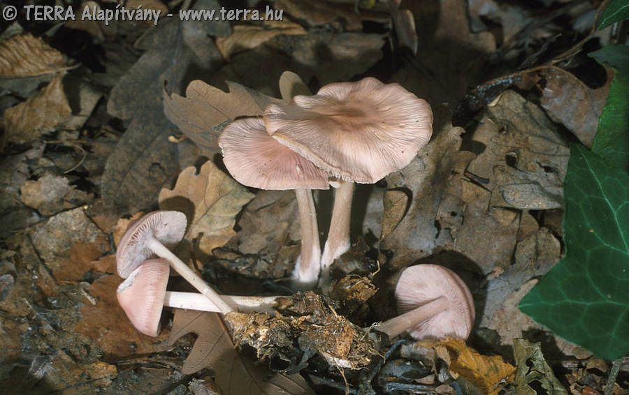 rózsaszínű gombák