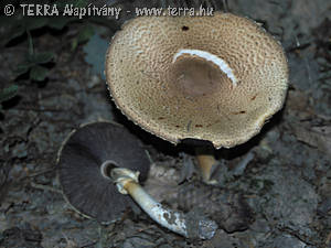 Agaricus augustus Fr.