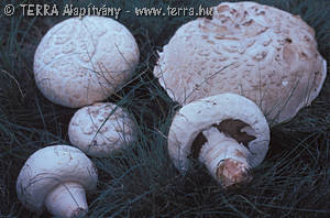 Agaricus bernardii (Qul.)Sacc.