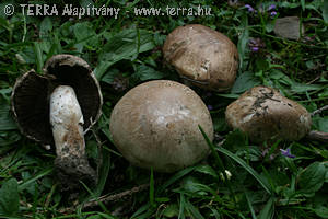 Agaricus bisporus (J.Lge.)Imbach