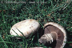 Agaricus bitorquis (Qul.)Sacc.