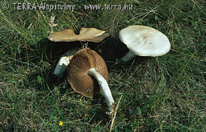 Agaricus macrosporus (Moell.& J.Schff.)Pilat