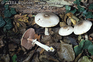 Agaricus praeclaresquamosus Freeman