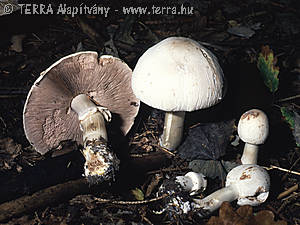 Agaricus silvicola (Vitt.)Sacc.