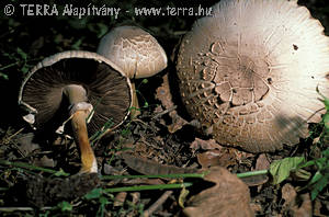 Agaricus xanthoderma Gen.