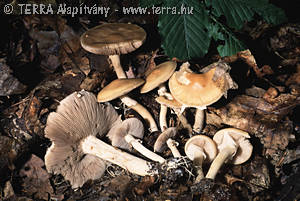 Agrocybe praecox (Pers.:Fr.)Fay.