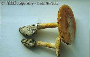 Amanita caesarea (Scop.:Fr.) Pers.