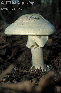 Amanita citrina (Schaeff.) Gray