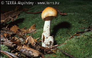 Amanita crocea (Qul.) Singer