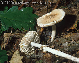 Amanita eliae Qul.