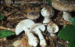 Amanita excelsa (Fr.) Bertil.