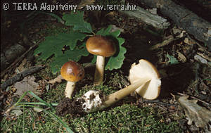 Amanita fulva Sing.