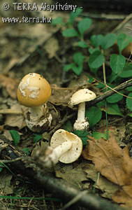 Amanita gemmata (Fr.) Bertil.