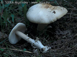 Amanita lividopallescens Gill.