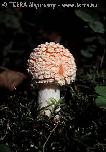 Amanita muscaria (L.) Pers.