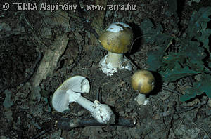 Amanita phalloides (Fr.) Link