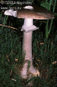 Amanita porphyria Alb.& Schw.:Fr.