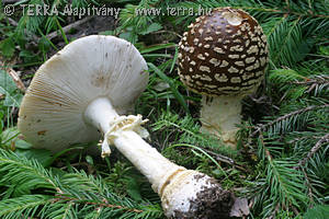 Amanita regalis (Fr.) R.Mre.