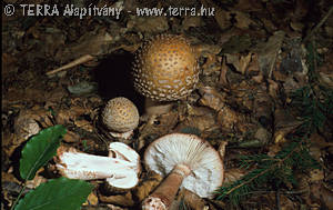 Amanita rubescens (Pers.:Fr.) Gray