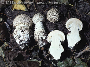 Amanita solitaria (Bull.:Fr.) Merat