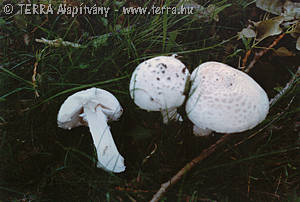 Amanita strobiliformis (Paul.:Vitt.) Bertil.