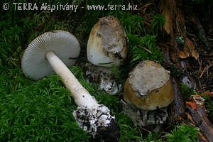 Amanita submembranacea (Bon) Groeger