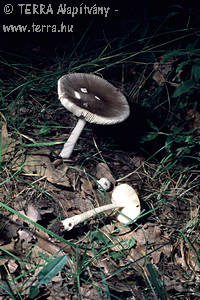 Amanita vaginata (Bull.:Fr.) Vitt.