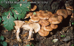 Armillaria mellea (Vahl.:Fr.)Kumm.