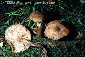 Armillaria ostoyae (Romagn.)Herink