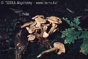 Armillaria tabescens (Scop.:Fr.)Sing.