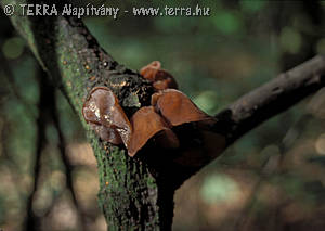 Auricularia auriculajudae (Bull.ex Fr.)Wettst.