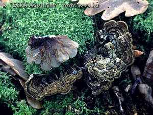 Auricularia mesenterica (Dicks.:Fr.)Pers.