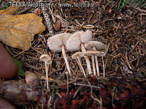 Baeospora myosura (Fr.:Fr.)Singer