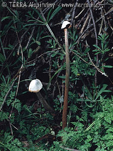 Battarea phalloides (Dicks.:Pers.)Pers.