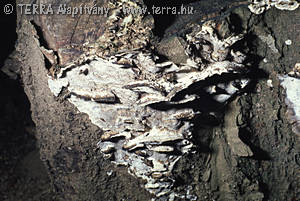 Bjerkandera adusta (Willd.:Fr.)Karst.