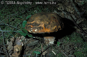 Boletus aereus Bull.:Fr.