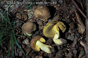 Boletus appendiculatus Schaeff.:Fr.