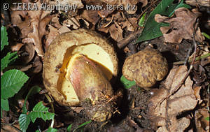 Boletus calopus Fr.