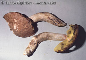 Boletus depilatus Redeuilh