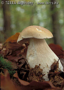 Boletus edulis Bull.:Fr.