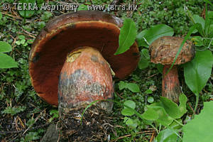 Boletus erythropus Pers. 1796