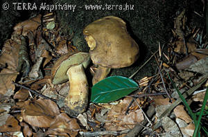 Boletus fechtneri Velen.