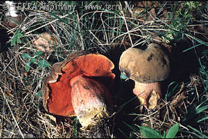 Boletus luridiformis Rostk. in Sturm