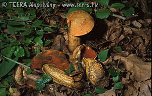 Boletus luridus Schaeff.:Fr.