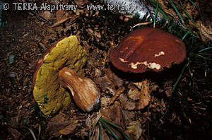 Boletus pinophilus Pil.& Dermek