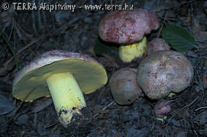 Boletus regius Krbh.