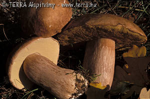 Boletus reticulatus Schaeffer