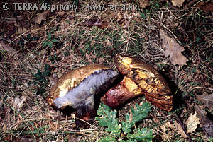 Boletus torosus Fr.